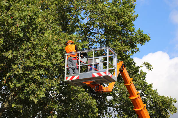  Marionville, MO Tree Service Pros